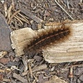 Breitflügeliger Fleckleibbär (Spilosoma lubricipeda)